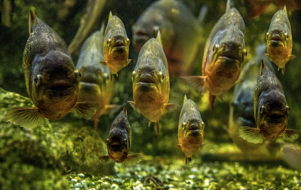 Xem ảnh cá piranha đầy uy lực khiến bạn tò mò