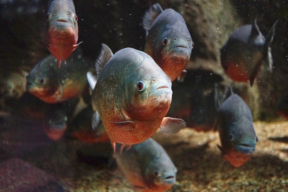 Cá piranha tiếng anh Piranha Fish đầy nổi tiếng