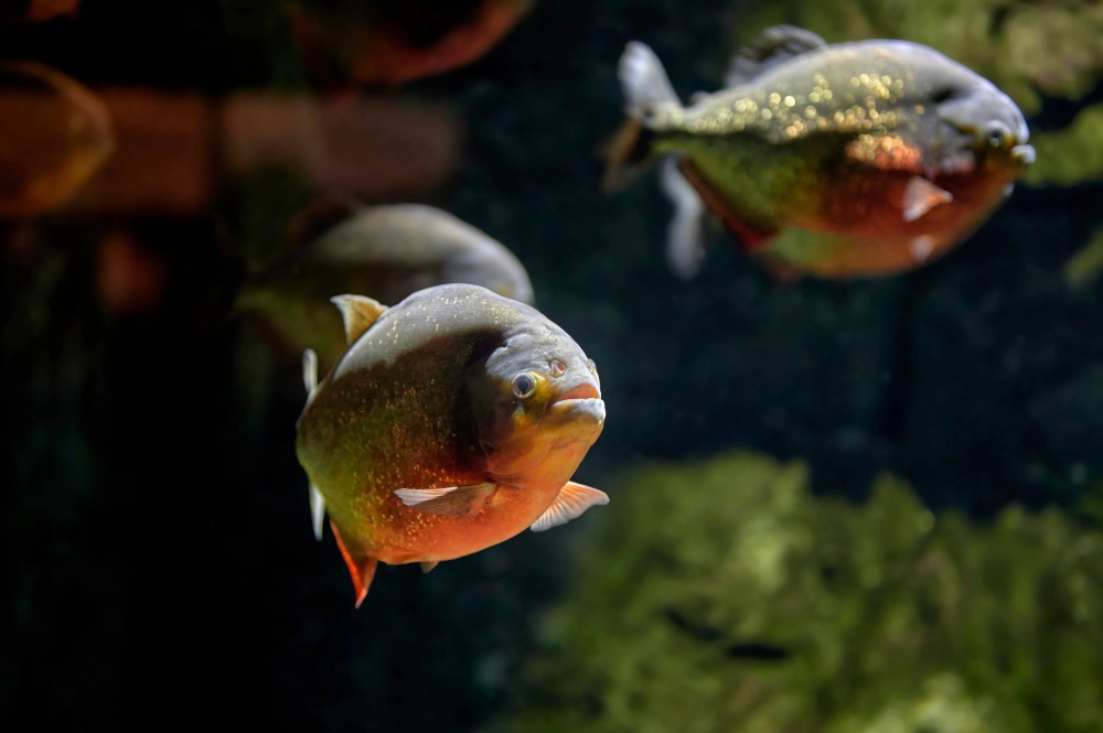 Phim kinh dị cá piranha gây ám ảnh người xem