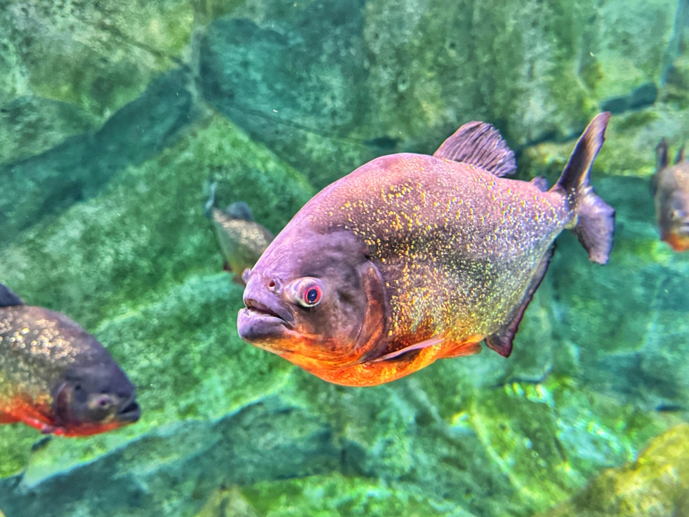 Cá piranha là cá gì, là loài săn mồi nổi tiếng Nam Mỹ