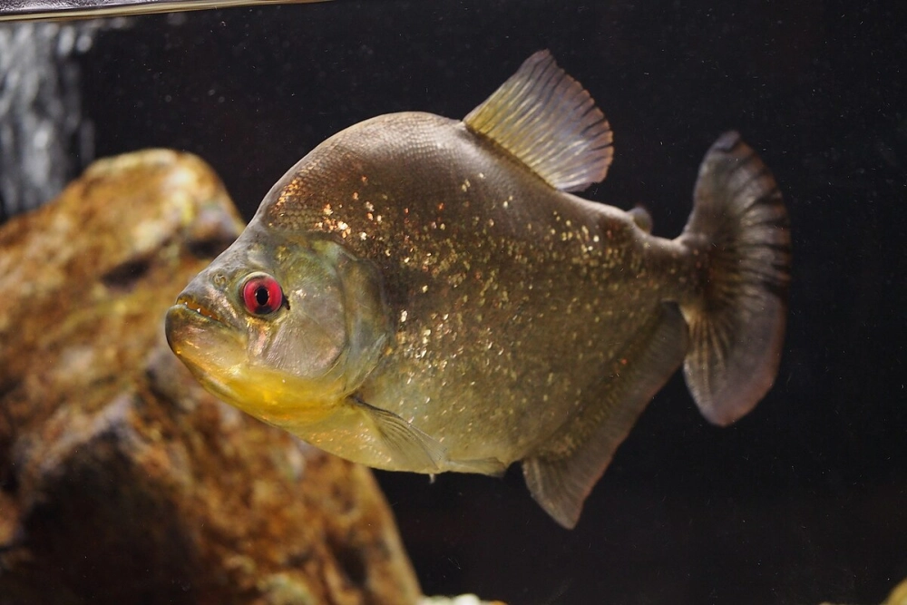 Sức cắn của cá piranha mạnh vượt xa kích thước