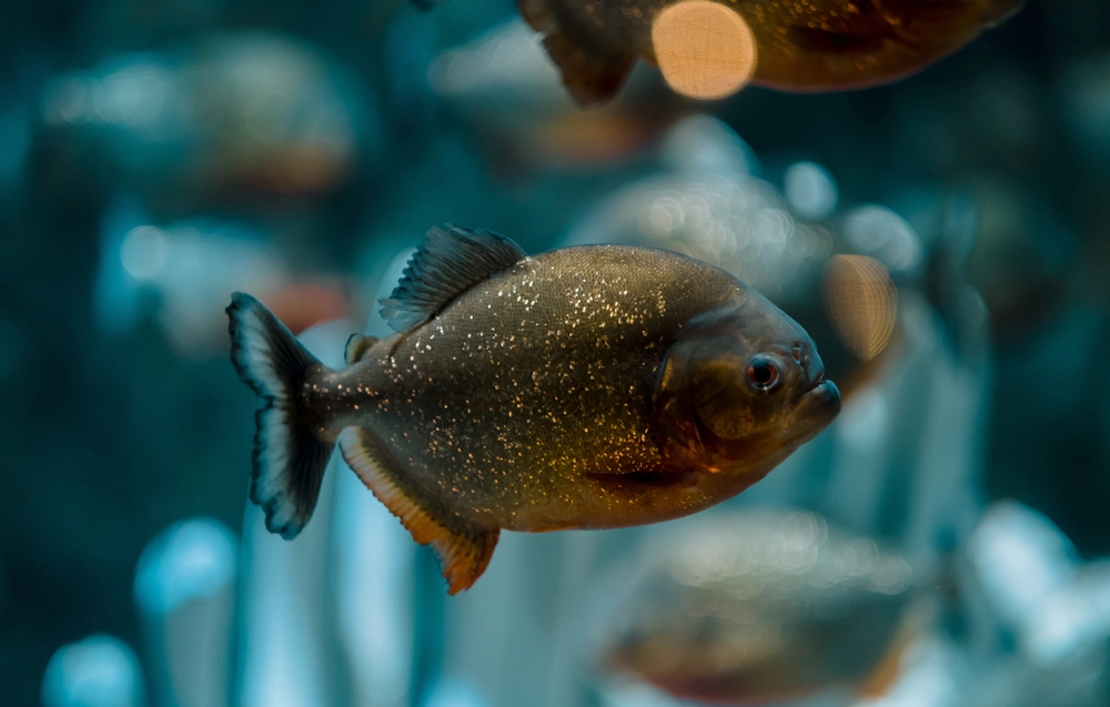 Hình nền cá piranha đầy khí chất mạnh mẽ