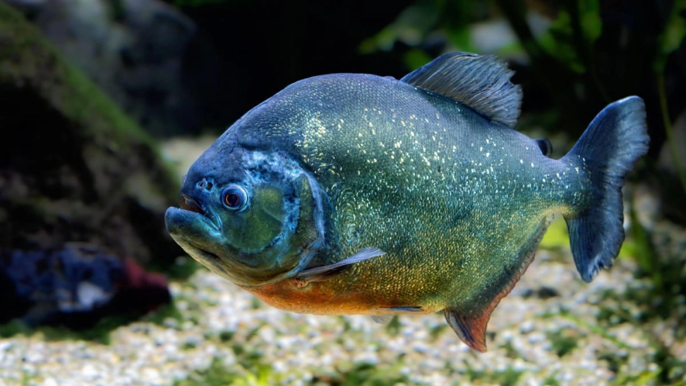 Cá piranha ăn gì, ăn cá nhỏ và xác động vật