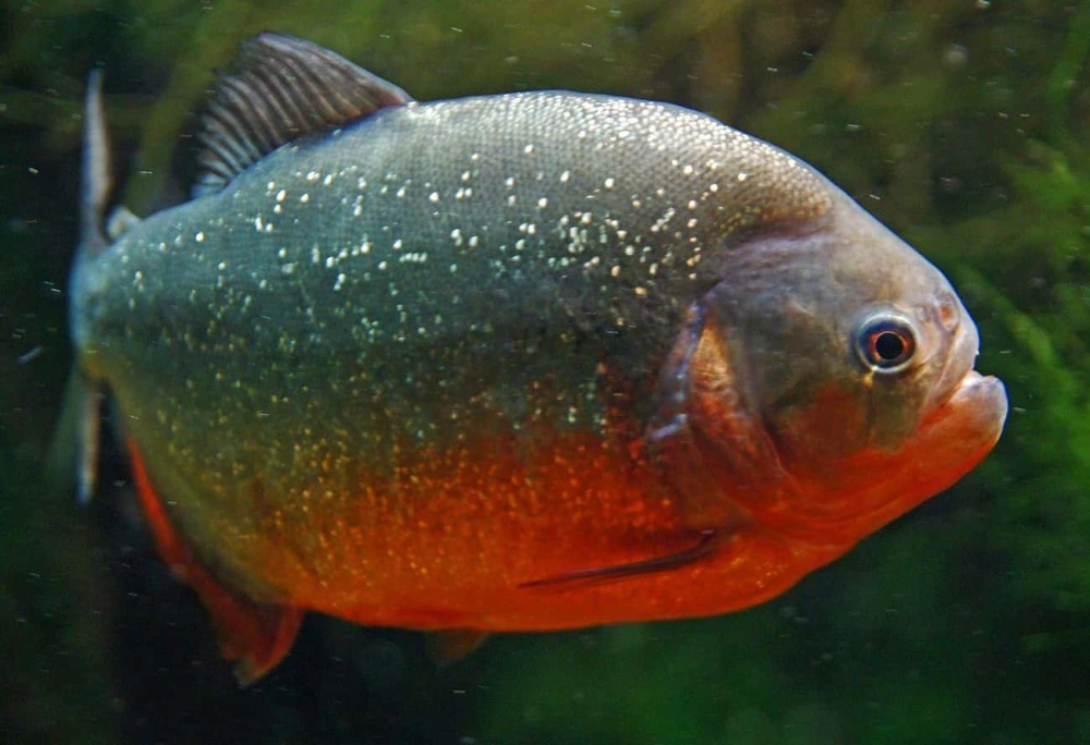 Sự thật về cá piranha không hung hãn như truyền thuyết