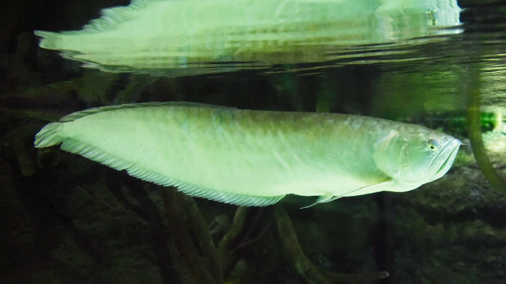 Cá rồng tiếng anh mang tên gọi sang trọng Arowana