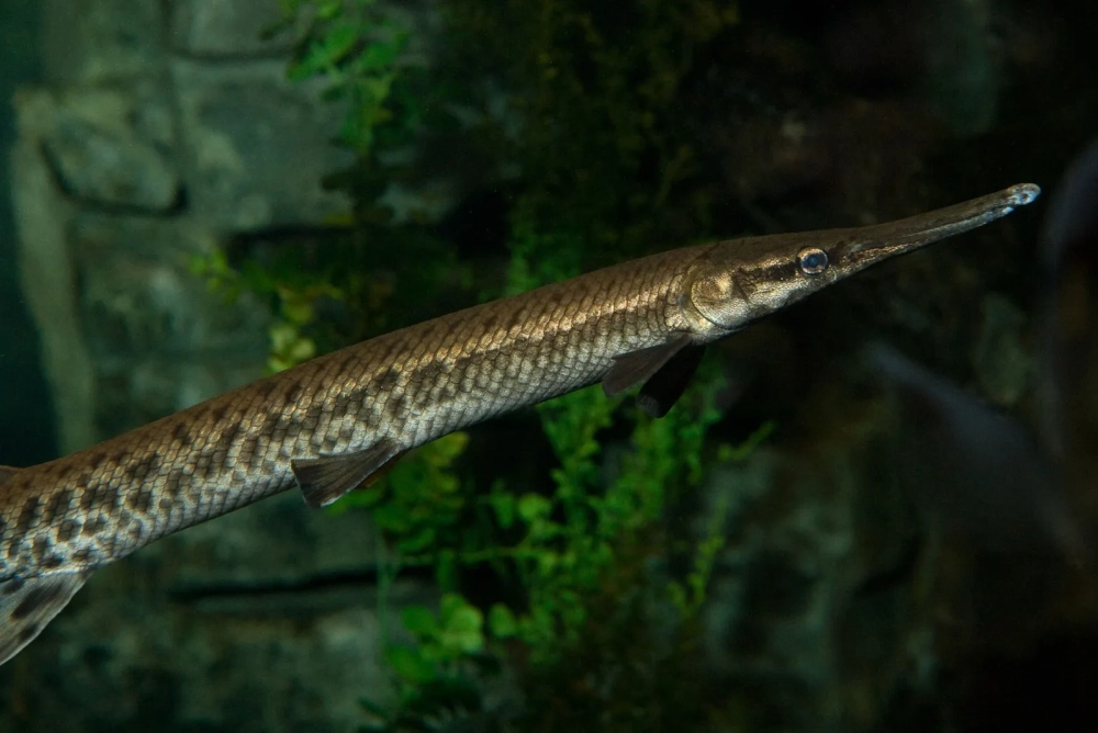 Cá sấu hỏa tiễn tiếng anh Alligator Gar quen thuộc