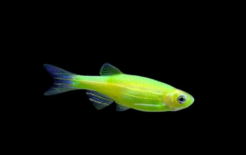 Cá sọc ngựa sống ở đâu, phân bố rộng tại châu Á