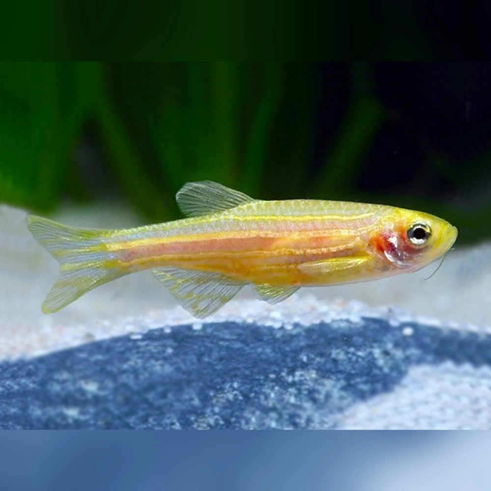 Cá sọc ngựa tiếng anh Zebra danio dễ nhớ đơn giản