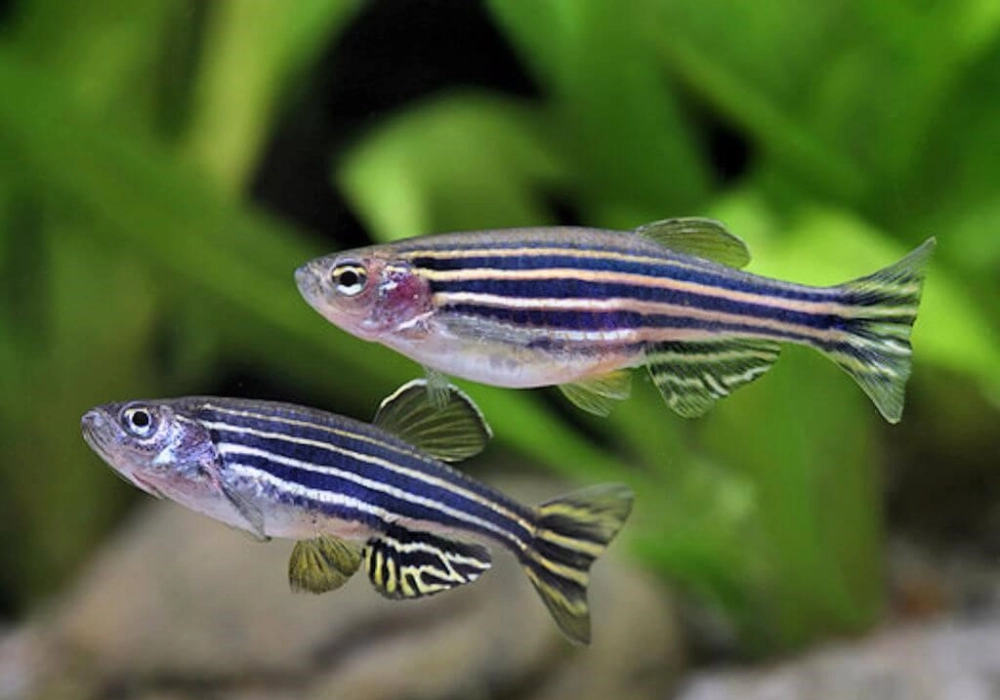 Tên khoa học cá sọc ngựa Danio rerio quen thuộc