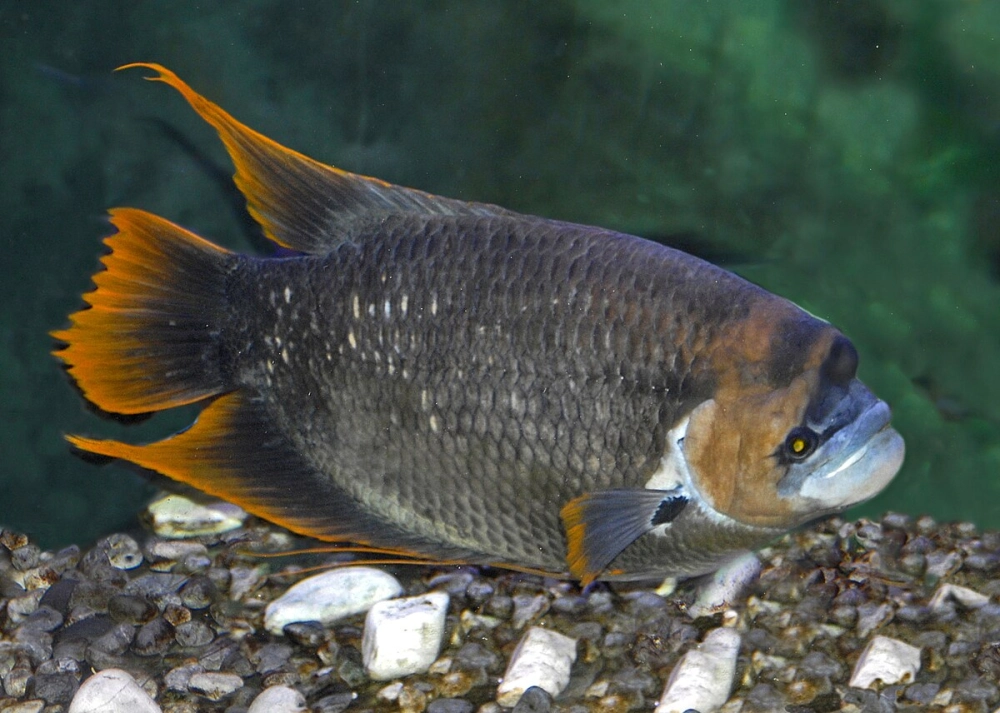 Cá tai tượng tiếng anh Giant Gourami quen thuộc