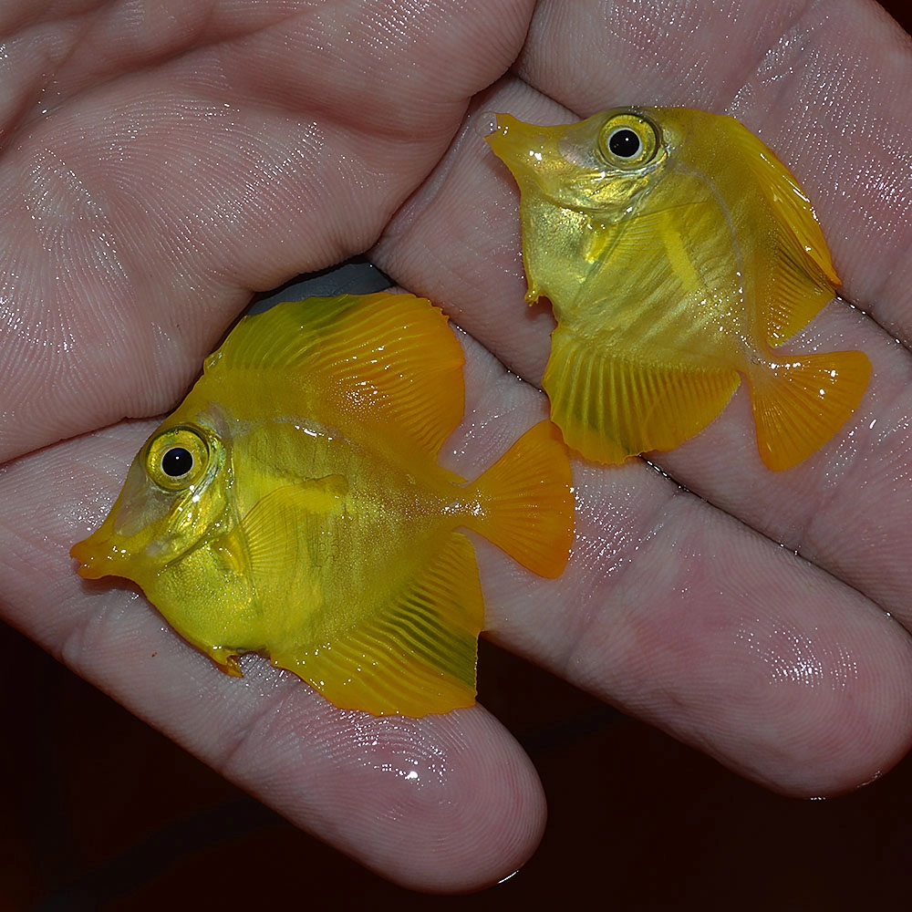 Cá tang tên tiếng anh Surgeonfish phổ biến