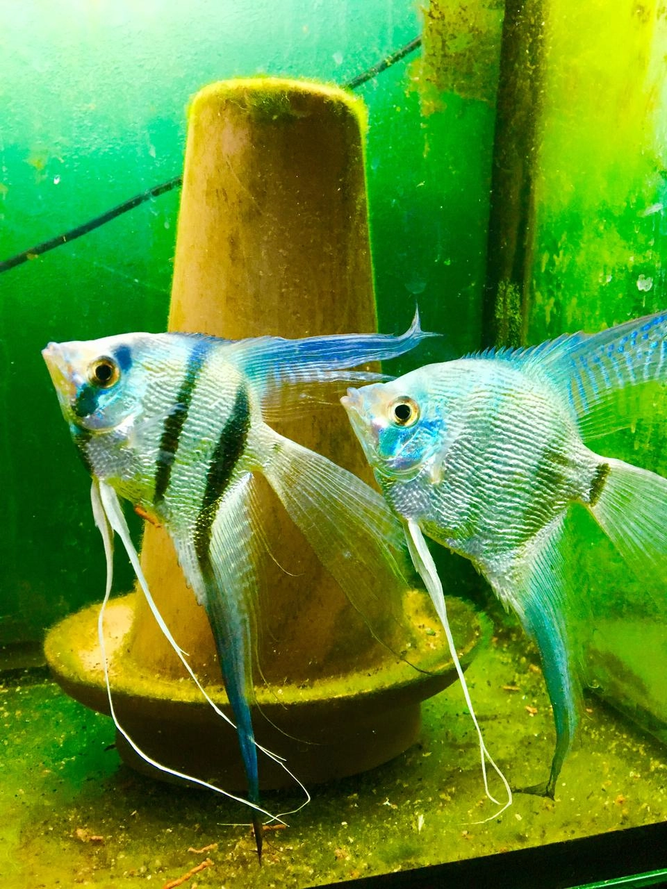 Tuổi thọ cá thần tiên khiến người chơi bất ngờ thích thú