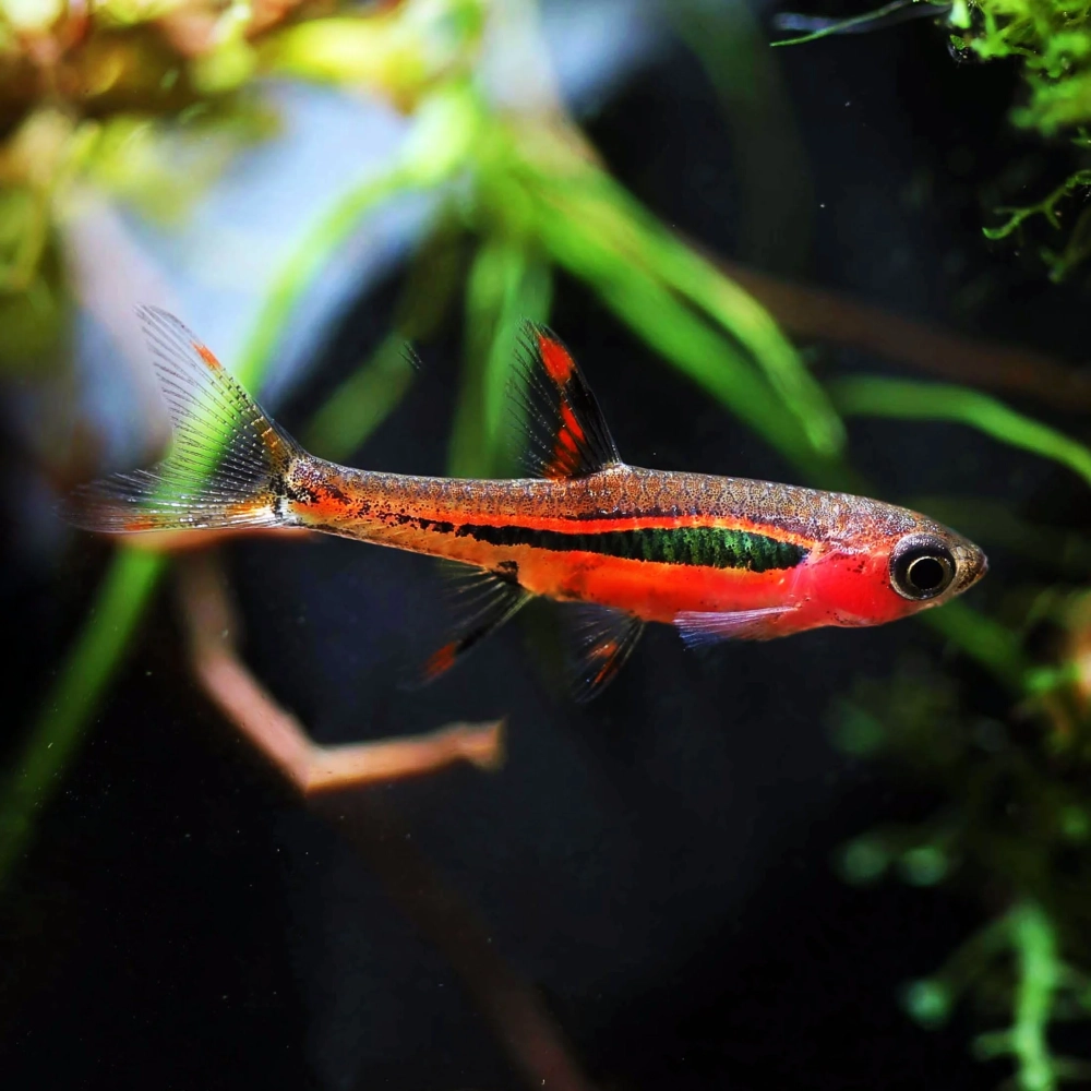 Cá trâm tiếng anh là gì, là Mosquito Rasbora