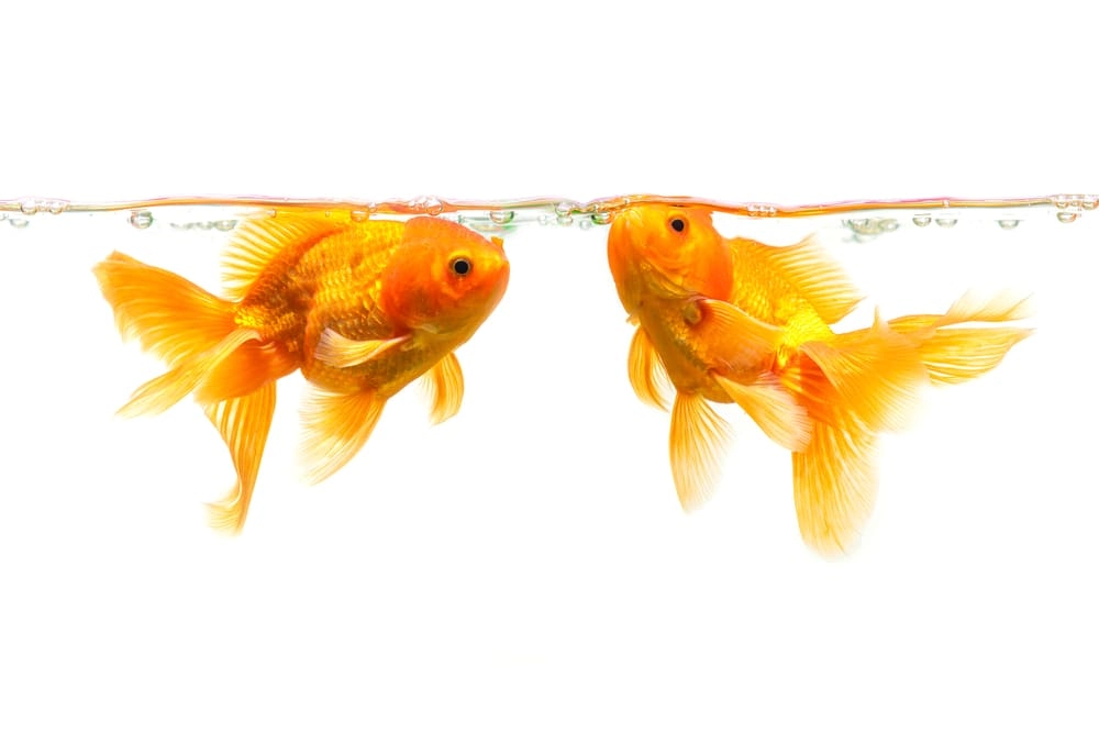 Ảnh cá vàng đẹp cuốn hút với sắc màu óng ánh