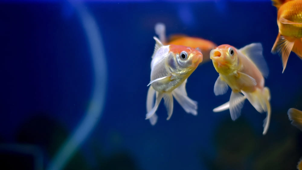 Tải ảnh cá vàng sắc nét dành cho người yêu cá