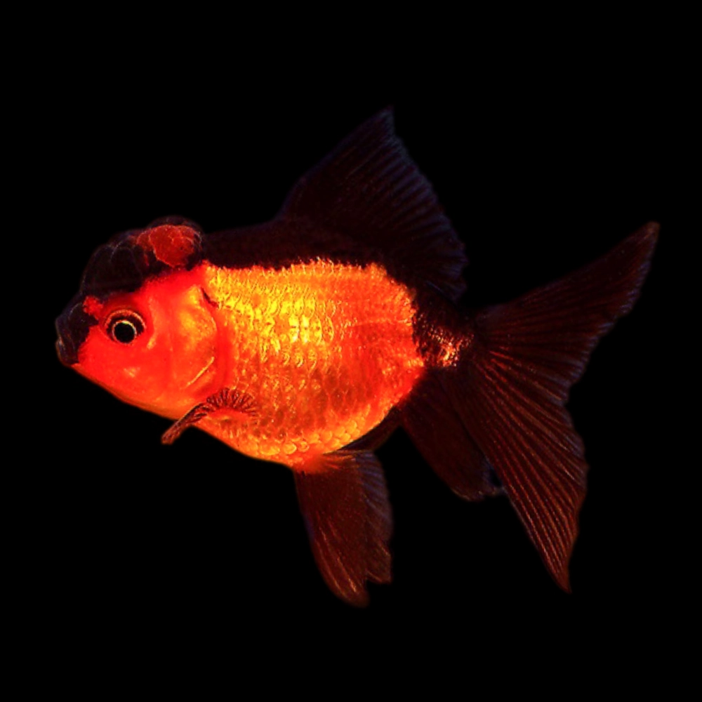 Cá vàng tiếng anh Goldfish tên gọi quen thuộc