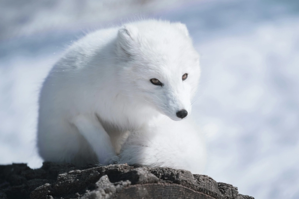 So sánh vẻ đẹp giữa cáo tuyết và cáo fennec tai to