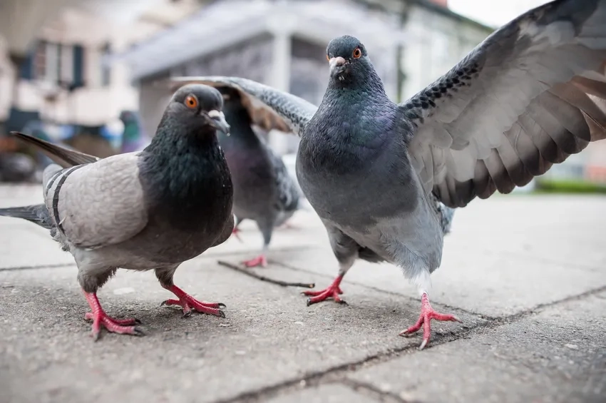 Chim Bồ Câu sinh đôi đáng yêu bên tổ ấm nhỏ