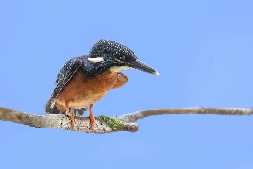 Hình ảnh chim bói cá đặc hữu hiếm thấy