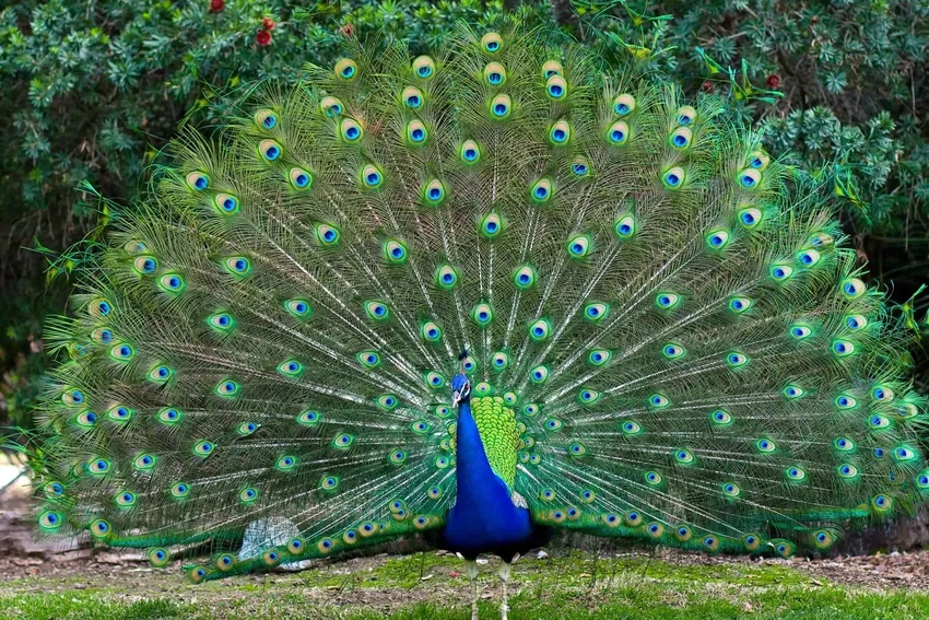 Ngỡ ngàng trước ảnh chim công đuôi xòe kiêu sa