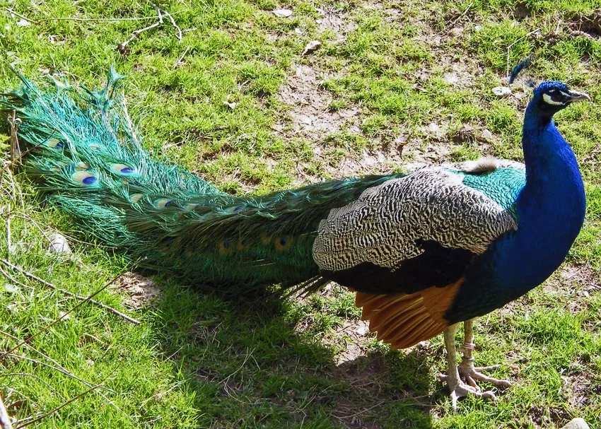 Ngắm ảnh chim công đàn sinh động giữa thiên nhiên