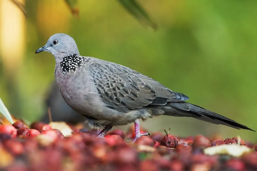 Khám phá vẻ đẹp hoang dã của Chim Cu Gáy rừng