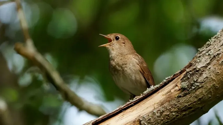 Chiêm ngưỡng chim họa mi bẫy đấu giọng đầy kỹ thuật