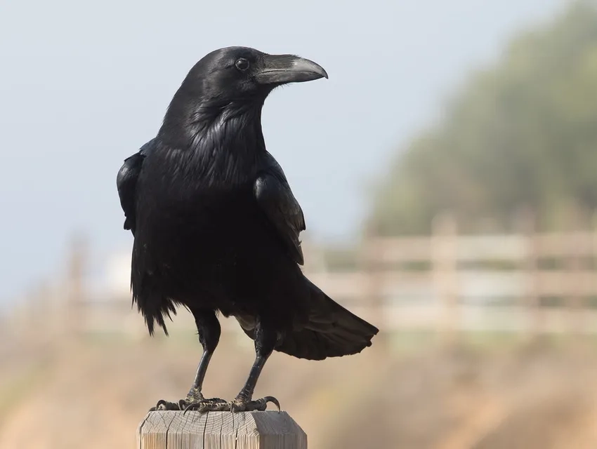 Quạ gothic phù hợp không khí u ám và ma mị