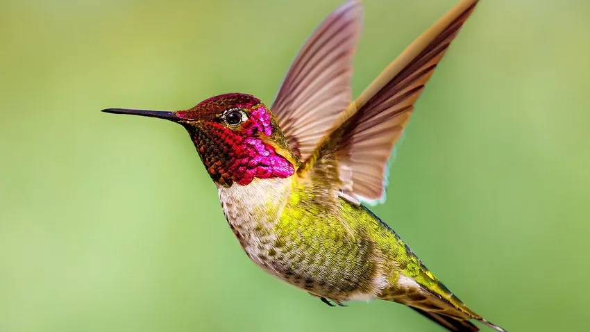 Tải chim ruồi miễn phí chất lượng cao cho mọi dự án