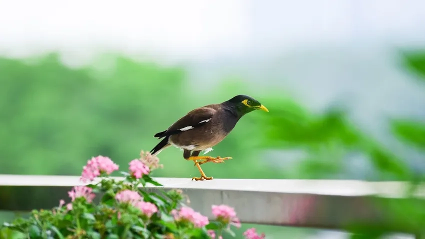 Chim sáo đặc điểm nổi bật với lông và mỏ vàng