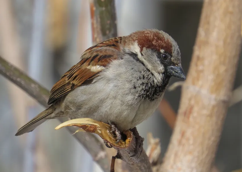 Hình ảnh chim sẻ đồng Emberiza tuyệt đẹp