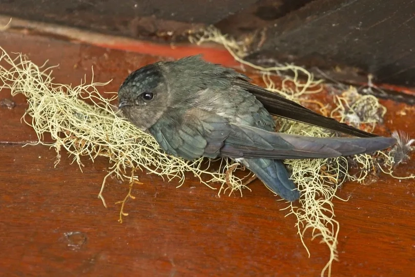 Khám phá khu bảo tồn chim yến yên bình