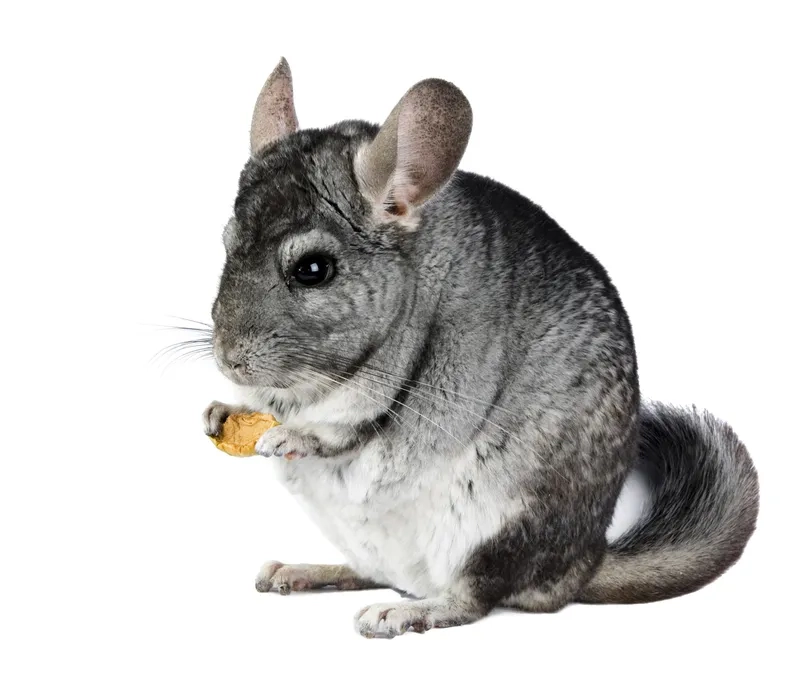 Hãy tìm hiểu đôi nét về Chinchilla siêu đáng yêu
