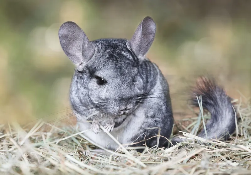 Vẻ ngoài ú nụ chinchilla béo tròn dễ thương