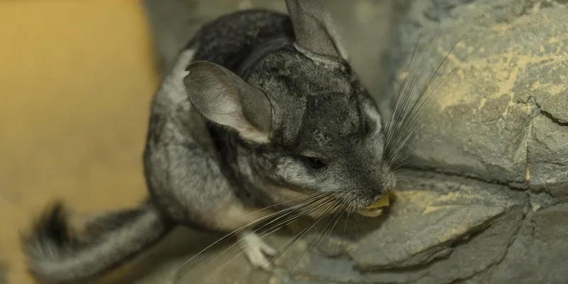 Sự mềm mại của lông chinchilla