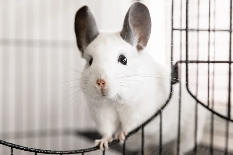 Khám phá sắc màu chinchilla màu violet