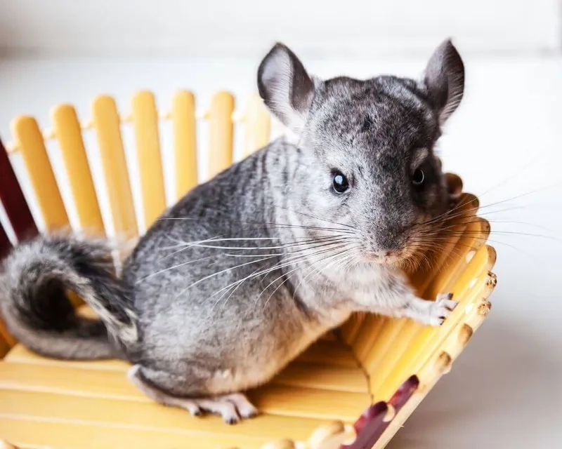 Khoảnh khắc hài hước chinchilla cầm đồ