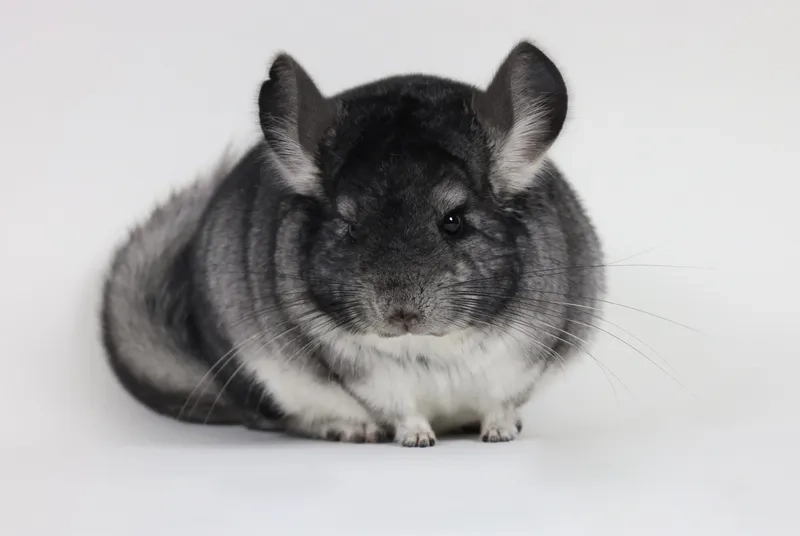 Cười sảng khoái với meme chinchilla
