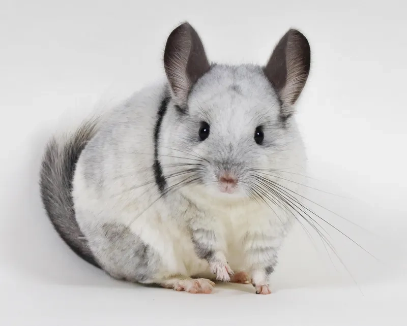 Hướng dẫn vẽ chinchilla đơn giản