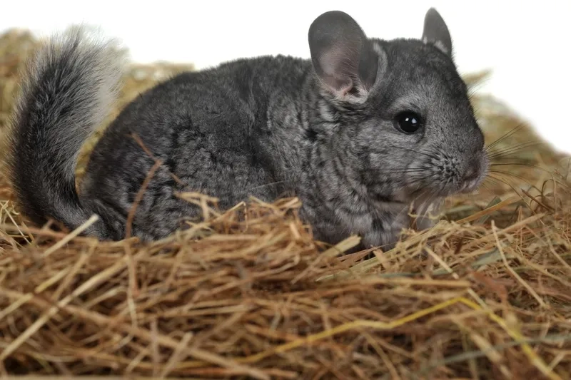 Kinh nghiệm nuôi chinchilla việt nam