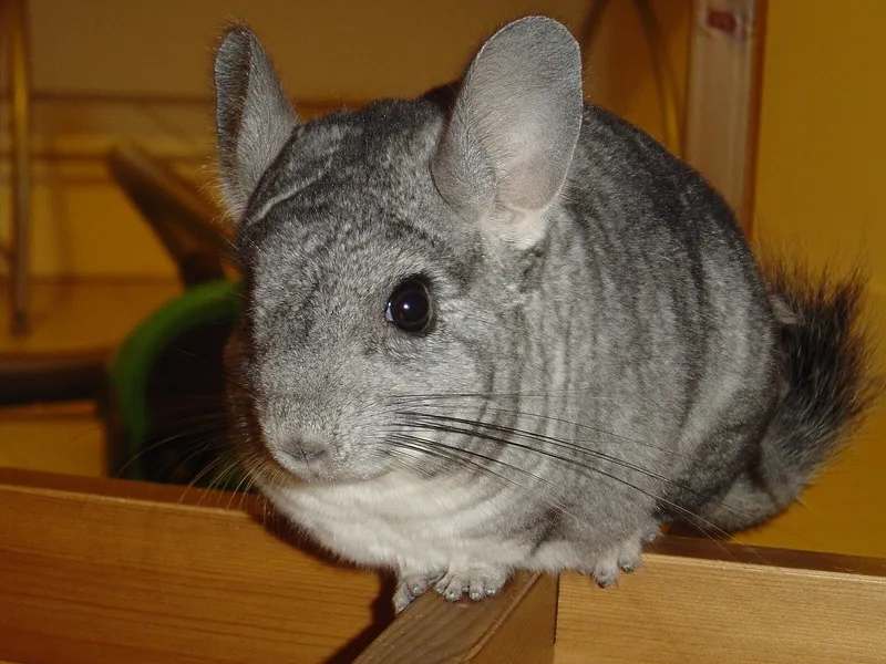 So sánh chinchilla totoro có giống không