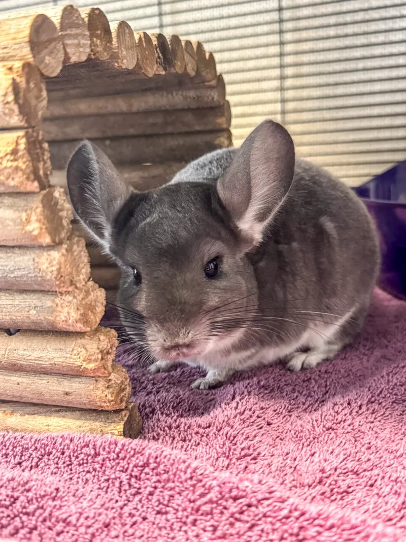 Trông yêu không này hình ảnh chinchilla cute