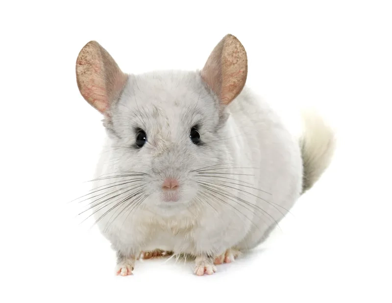 Vẻ đẹp tinh khôi của chinchilla trắng