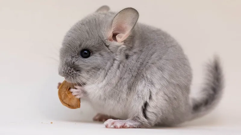 Màu sắc phổ biến của chinchilla xám