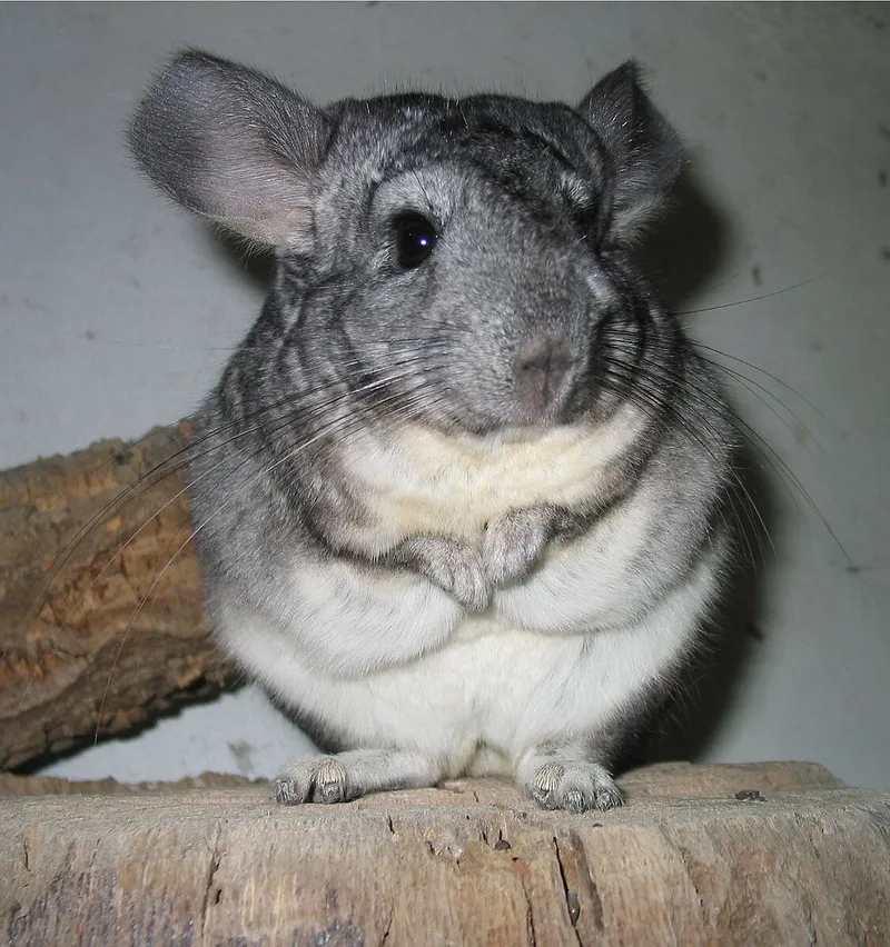 Xem chinchilla tắm cát siêu ngộ