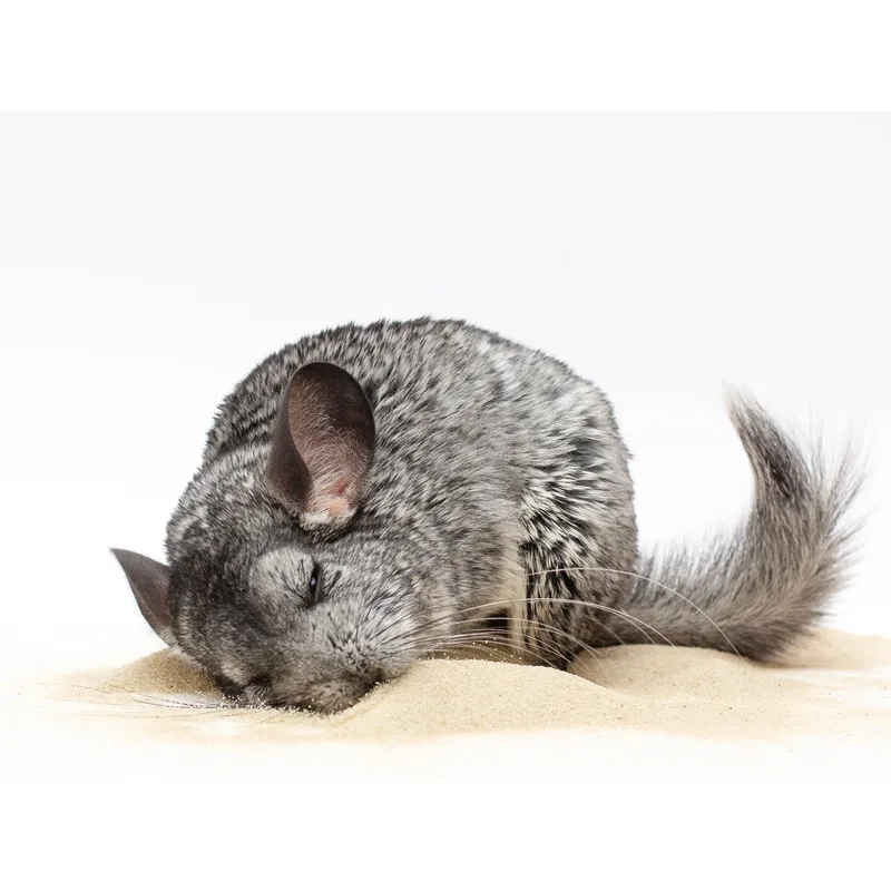 Tìm hiểu xem chinchilla ăn gì là tốt nhất