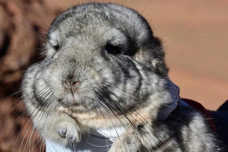 Giấc ngủ bình yên của chinchilla ngủ