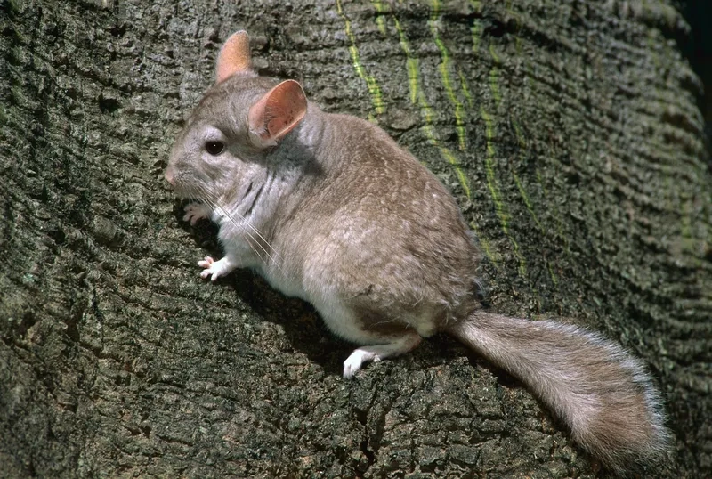 Ôm trọn sự bé bỏng của chinchilla con