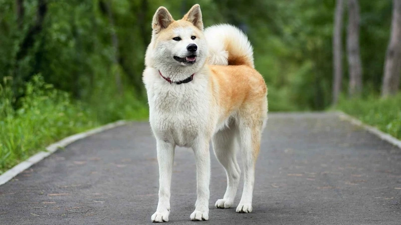 Đặc điểm của chó Akita Inu đẹp hút mắt