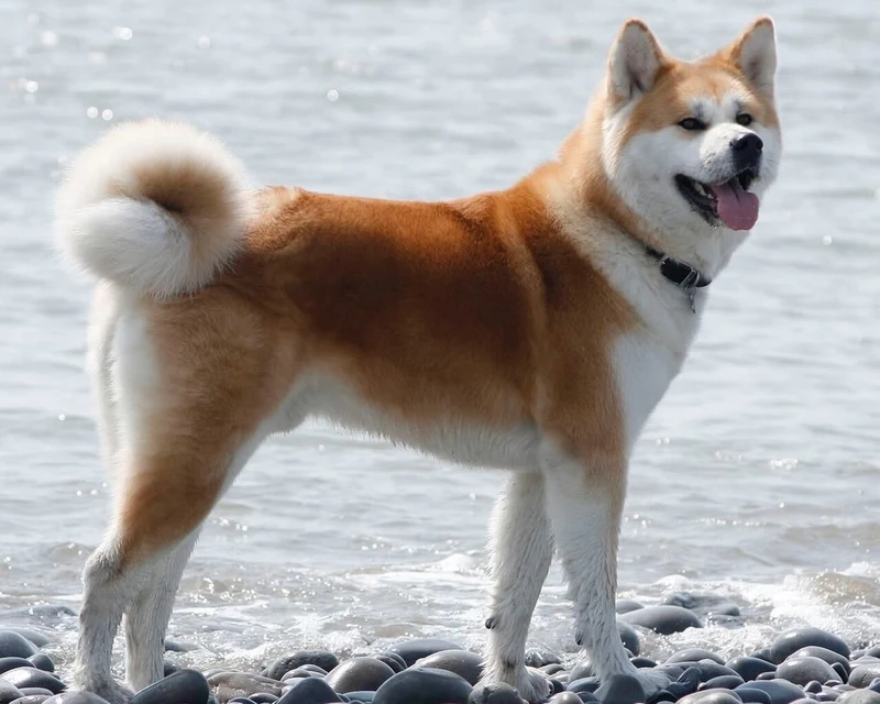 Ngắm chó Akita Inu Nhật Bản siêu dễ thương